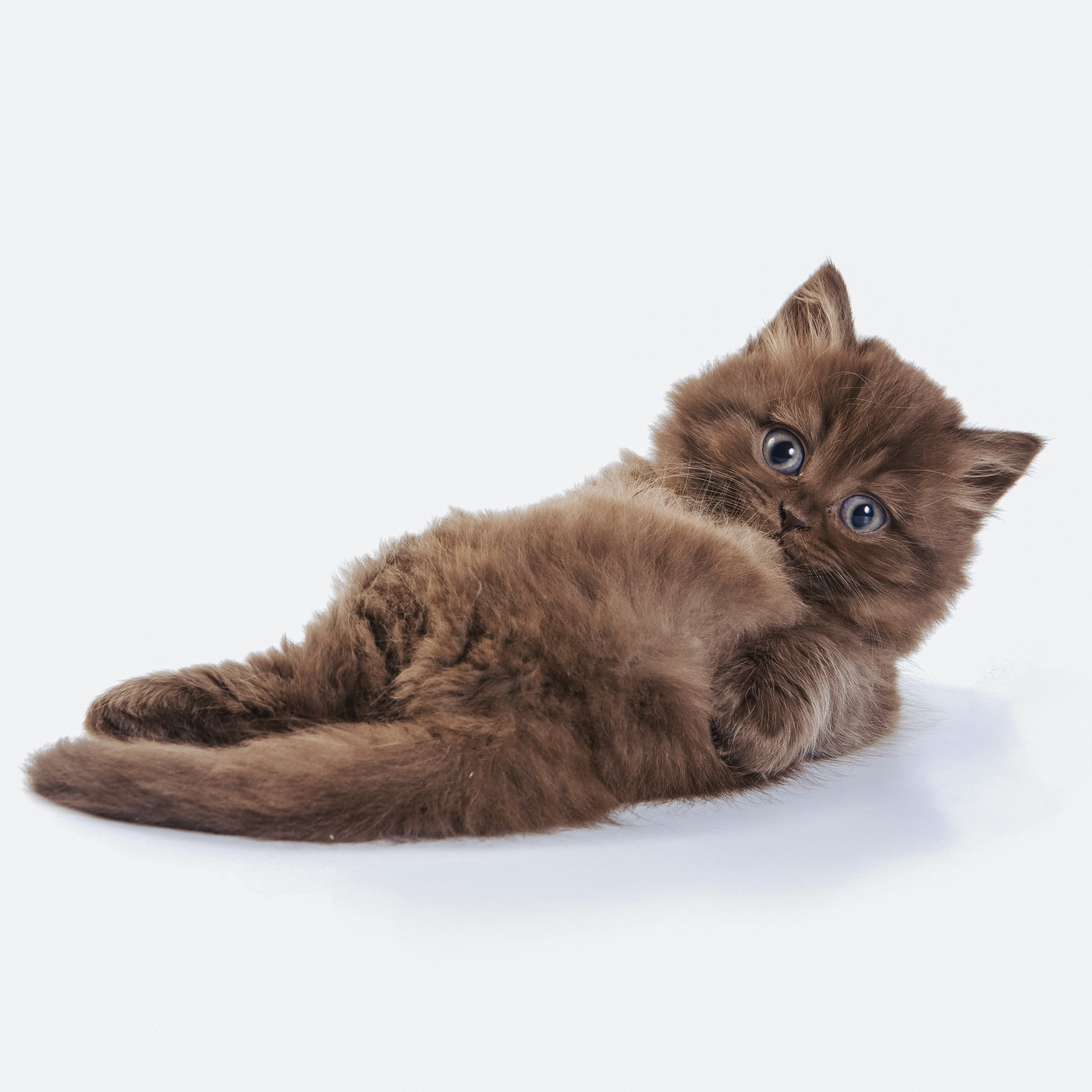 Сюси‑пуси — cover